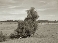 Schattenbaum  Pentax 67II, SMC 2.4/105, Gelbfilter, Fuji Acros 100II   -04.09.2023 -