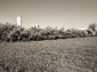 Feldhecke  Pentax MZ-S, SMC Pentax - FA 1.8/31 Limited, Gelbfilter. ADOX CHS 100II  - 05.04.2023 -