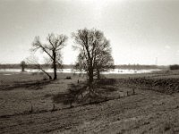 Der Rhein in den Weiden  Pentax MZ-S, SMC Pentax - FA 1.8/31 Limited, Gelbfilter. ADOX CHS 100II  - 05.04.2023 -