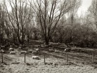Ruhephase  Pentax MZ-S, SMC Pentax - FA 1.8/31 Limited, Gelbfilter. ADOX CHS 100II  - 05.04.2023 -
