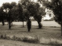 Der Storch zwischen Bäumen  Pentax LX, SMC FA 1.9/43 Limited, Gelbfilter, ADOX CHSII  - 05.08.2023 -