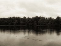 Schwanensee  Pentax LX, SMC FA 1.9/43 Limited, Gelbfilter, ADOX CHSII  - 05.08.2023 -