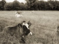 Kleine Bunte  Pentax LX, SMC FA 1.9/43 Limited, Gelbfilter, ADOX CHSII  - 05.08.2023 -