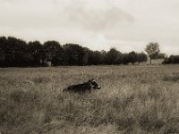Schwarz Weiss  Pentax LX, SMC FA 1.9/43 Limited, Gelbfilter, ADOX CHSII  - 05.08.2023 -