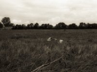 Rot Weiss  Pentax LX, SMC FA 1.9/43 Limited, Gelbfilter, ADOX CHSII  - 05.08.2023 -