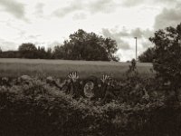 Monster am Zug  Pentax LX, SMC FA 1.9/43 Limited, Gelbfilter, ADOX CHSII  - 05.08.2023 -