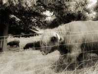 Highlander  Pentax LX, SMC FA 1.9/43 Limited, Gelbfilter, ADOX CHSII  - 05.08.2023 -