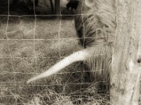 Hinterm Zaunpfahl  Pentax LX, SMC FA 1.9/43 Limited, Gelbfilter, ADOX CHSII  - 05.08.2023 -