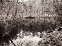 Waldteich in der Hees  Pentax 645N, SMC FA 2.8/45, Gelbfilter, FOMA soft Retropan 320  - 05.01.2023 -
