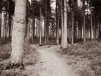 Waldweg zwischen  Fichten  Pentax 645N, SMC FA 2.8/45, Gelbfilter, FOMA soft Retropan 320  - 05.01.2023 -