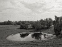 Teich im Rheinvorland  Pentax 67II, Takumar 4.5/75, Bergger Pancro 400  - 06.10.2023 -
