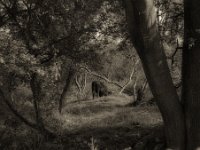 Der Stier verlässt die Szene  Pentax 67II, Takumar 4.5/75, Bergger Pancro 400  - 06.10.2023 -