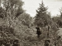 Junges Heckrind  Pentax 67II, Takumar 4.5/75, Bergger Pancro 400  - 06.10.2023 -