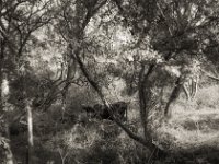 Er hat mich entdeckt  Pentax 67II, Takumar 4.5/75, Bergger Pancro 400  - 06.10.2023 -
