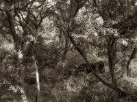 Heckrindstier im Auenwald  Pentax 67II, Takumar 4.5/75, Bergger Pancro 400  - 06.10.2023 -