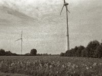 Windräder und Sonnenblumen  Pentax 67II, Takumar 4.5/75, Bergger Pancro 400  - 06.10.2023 -