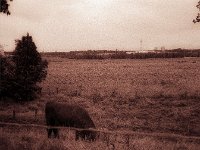 Highlander im flachen Land  Fuji GS645S professional wide60, Bergger Pancro 400   - 08.08.2023 -
