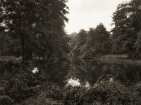 Teich im Park  Fuji GS645S professional wide60, Bergger Pancro 400   - 08.08.2023 -