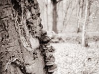 Baumpilze  Fuji GS645S professional WIDE60, Rollei RPX 100  - 08.01.2023 -
