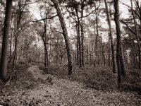 Hinein in den Wald  Fuji GS645S professional WIDE60, Rollei RPX 100  - 08.01.2023 -