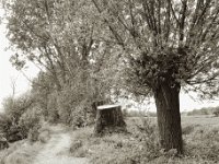 Weg am Rheinufer  Pentax 6x7, SMC 2.4/105, Kentmere 100  - 08.05.2023 -