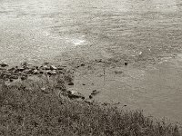 Rheinufer  Pentax 6x7, SMC 2.4/105, Kentmere 100  - 08.05.2023 -