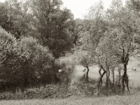 Schwanensee  Pentax 6x7, SMC 2.4/105, Kentmere 100  - 08.05.2023 -