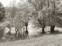 Bäume im See mit Schwan  Pentax 6x7, SMC 2.4/105, Kentmere 100  - 08.05.2023 -