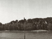Kormoran  Pentax 645N, SMC FA* 2.8/150, Gelbfilter, Bergger Pancro400@200  - 09.06.2023 -