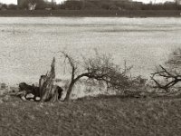 Gestrandet  Pentax MZ-S, SMC FA 1.8/77 Limited,  Bergger Pancro400@640   - 12.12.2023 -