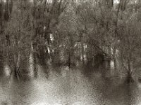 Wäldchen im Rheinwasser  Pentax MZ-S, SMC FA 1.8/77 Limited,  Bergger Pancro400@640   - 12.12.2023 -