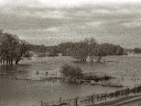 Weideland  Pentax MZ-S, SMC FA 1.8/77 Limited,  Bergger Pancro400@640   - 12.12.2023 -
