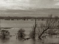 Rheinvorland unter Wasser  Pentax MZ-S, SMC FA 1.8/77 Limited,  Bergger Pancro400@640   - 12.12.2023 -