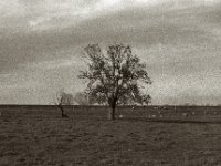 Geschützt hinterm Deich  Pentax MZ-S, SMC FA 1.8/77 Limited,  Bergger Pancro400@640   - 12.12.2023 -