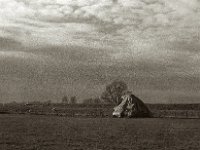 Am Rheindeich  Pentax MZ-S, SMC FA 1.8/77 Limited,  Bergger Pancro400@640   - 12.12.2023 -