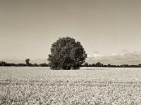 Allein im Kornfeld  Pentax 645 N, SMC FA 2.8/75, Gelbfilter, Fuji Acros II  100@64  - 12.07.2023 -