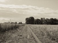 Zwischen Feldern  Pentax 645 N, SMC FA 2.8/75, Gelbfilter, Fuji Acros II  100@64  - 12.07.2023 -