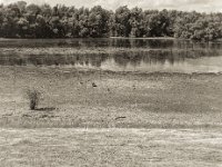 Am kleinen See  Pentax 645 N, SMC FA 2.8/75, Gelbfilter, Bergger Pancro 400@200  - 12.07.2023 -