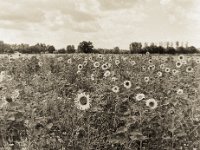 Sonne im Feld  Pentax 645 N, SMC FA 2.8/75, Gelbfilter, Bergger Pancro 400@200  - 12.07.2023 -