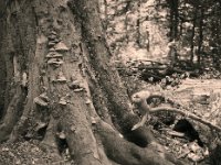 Die alte Buche stirbt  Pentax 645N, SMC 2.8/75, Gelbfilter, Kentmere Pan 100  - 12.06.2023 -