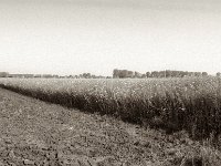 Rapsfeld  Pentax MZ-S, SMC 2.8/24, Ilford Pan 100  - 13.05.2023 -