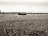 Rheinwiesen  Pentax MZ-S, SMC 2.8/24, Ilford Pan 100  - 13.05.2023 -