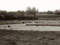 Die Herde ruht und schläft  Pentax MZ-S, SMC 2.8/24, Ilford Pan 100  - 13.05.2023 -