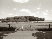Pferdeweide  Pentax MZ-S, SMC 2.8/24, Ilford Pan 100  - 13.05.2023 -