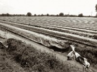 Spargelfeld  Pentax MZ-S, SMC 2.8/24, Ilford Pan 100  - 13.05.2023 -