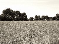 Blühendes Feld  Pentax Super A, SMC FA 1.9/43 Limited, Gelbfilter, ADOX CHS 100II  - 17.06.2023 -