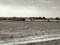 Weide am Rhein  Pentax Super A, SMC FA 1.9/43 Limited, Gelbfilter, ADOX CHS 100II  - 17.06.2023 -