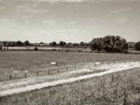 Rheinvorland  Pentax Super A, SMC FA 1.9/43 Limited, Gelbfilter, ADOX CHS 100II  - 17.06.2023 -