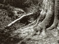 Die alte Buche stirbt  Pentax Super A, SMC FA 1.9/43 Limited, Gelbfilter, ADOX CHS 100II  - 17.06.2023 -