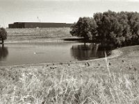 Gänse und Schwan  Pentax Super A, SMC FA 1.9/43 Limited, Gelbfilter, ADOX CHS 100II  - 17.06.2023 -
